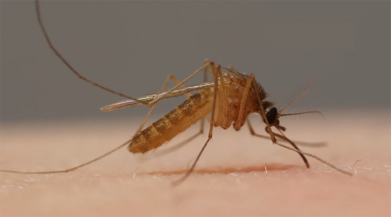 West Nile virus disease