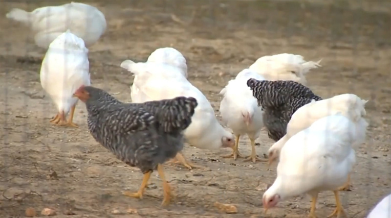 avian influenza