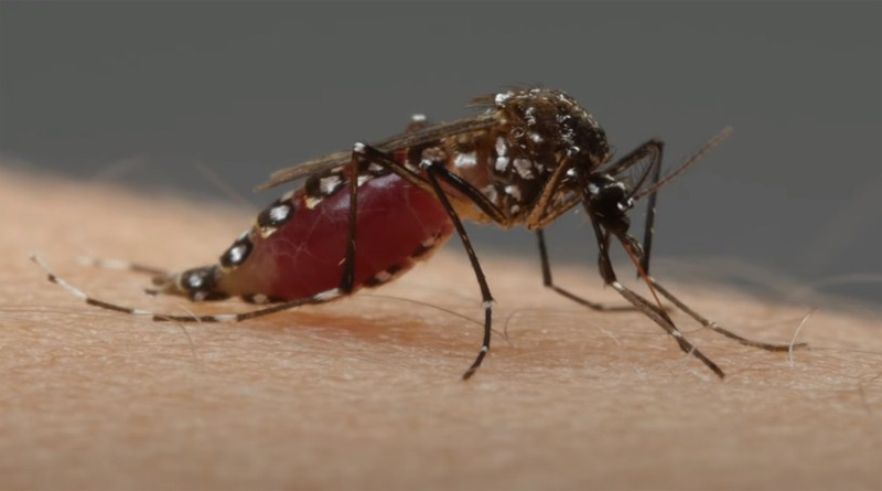 Dengue Fever