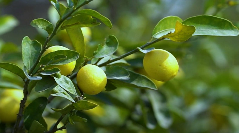 health benefits of eating Lemon